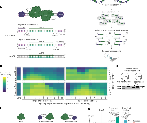 Activation of recombinases at specific DNA loci by zinc-finger domain insertions