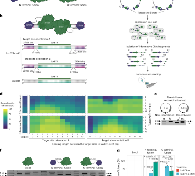Activation of recombinases at specific DNA loci by zinc-finger domain insertions