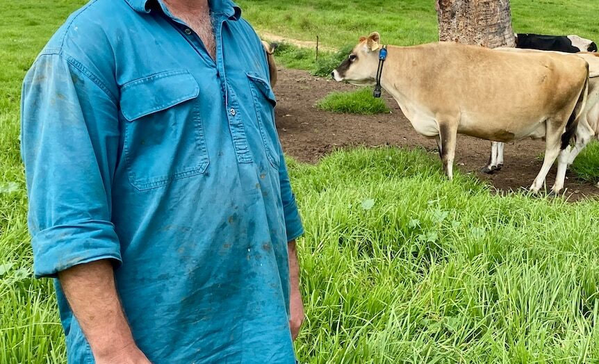 Farmer says virtual fencing ‘appropriate’, but RSPCA says electric shock causes ‘acute stress’ to animals
