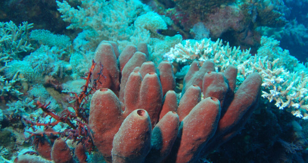 Las esponjas revelan que ya se han sobrepasado los 1,5 °C del Acuerdo de Paris sobre cambio climático