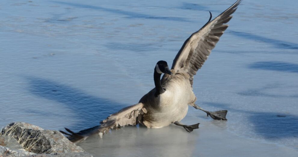 Don’t count on a soft landing for the U.S. — or the global economy