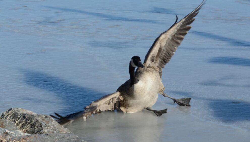 Don’t count on a soft landing for the U.S. — or the global economy