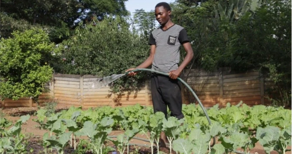Top Lawyer Clarifies How Much You Should Pay Your Maid or Gardener in Zimbabwe